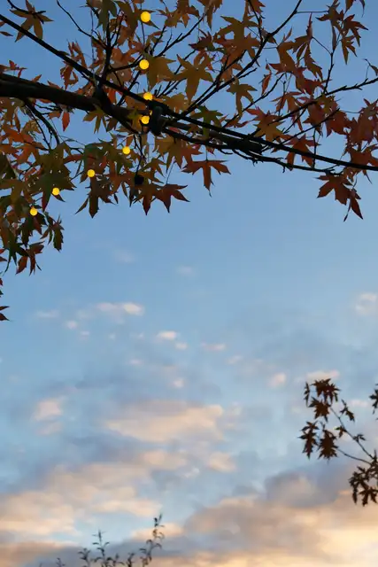 Himmel mit Wolken, gesehen durch Herbstlaub
