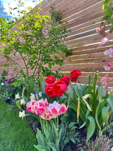 Bunte Blumenbeete mit roten Rosen und pinken Tulpen neben einem Holzzaun.